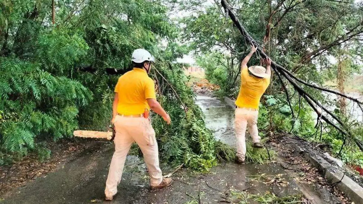 arboles - caidos- lluvia